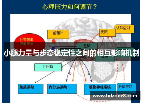 小腿力量与步态稳定性之间的相互影响机制
